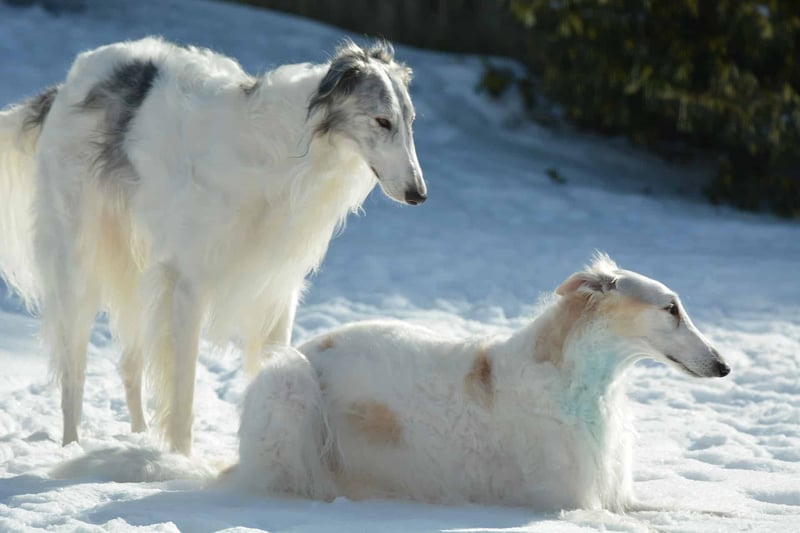 Beautiful Borzoi dogs relaxing in the snow, showcasing their sleek coats and graceful stature.