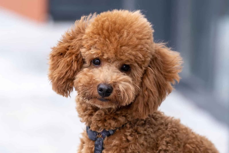 Playful red Poodle puppy looking at camera, soft fur, adorable expression, in a bright setting.