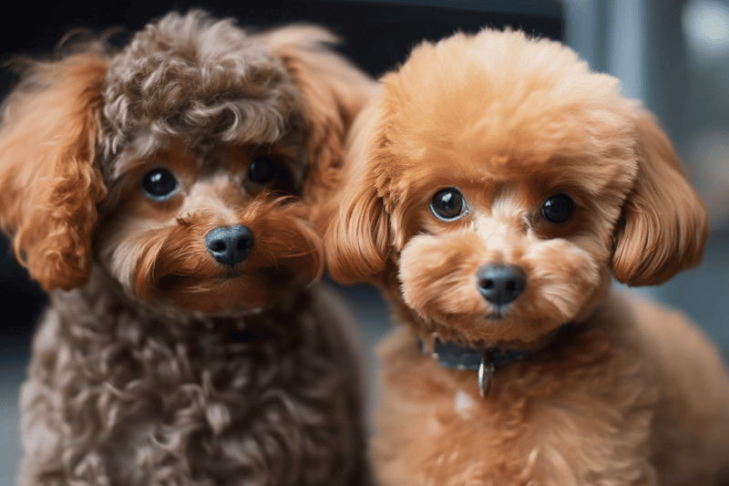 Comparing Male and Female Teacup Poodles