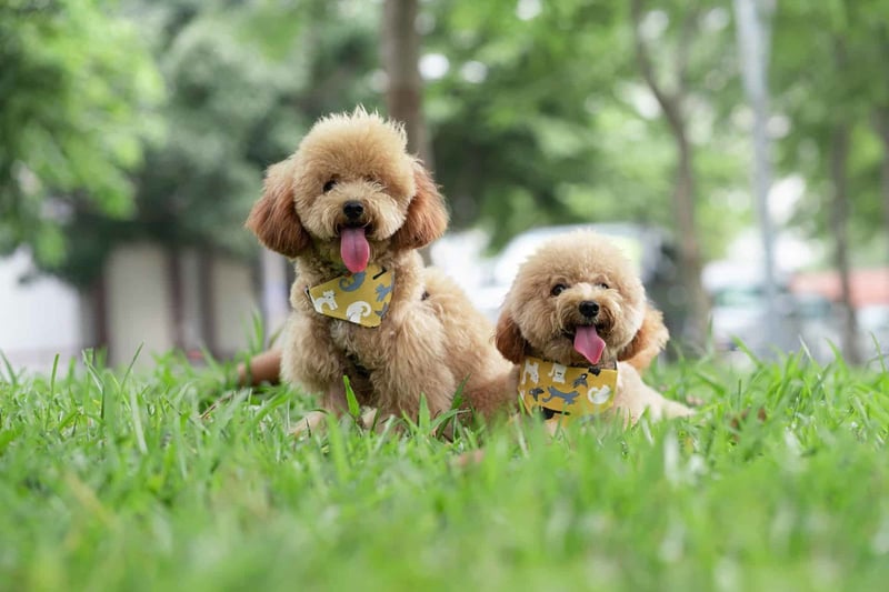 Adorable poodle dogs sitting on green grass in a park, happy and playful, wearing colorful bandanas, perfect for pet lovers.