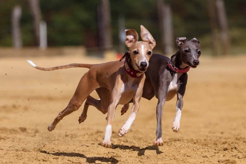 Adorable whippets running fast on a sandy trail in a park.