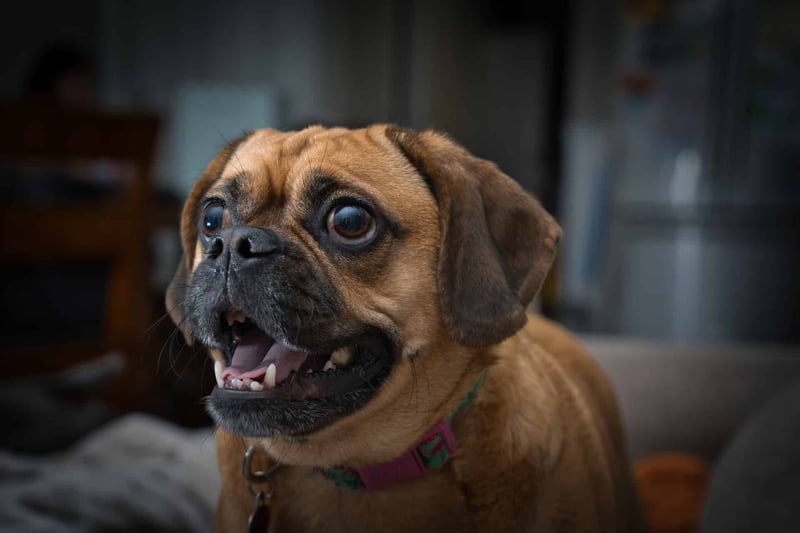 Concluding Insight on the Puggle Breed