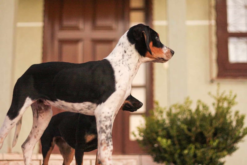 Adorable hound dog with black, white, and tan coat looking sideways inside home. Perfect for dog lovers and pet care content.