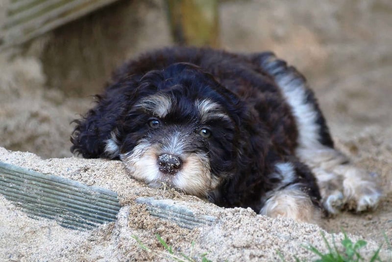 Concluding Remarks on the Aussiedoodle Breed