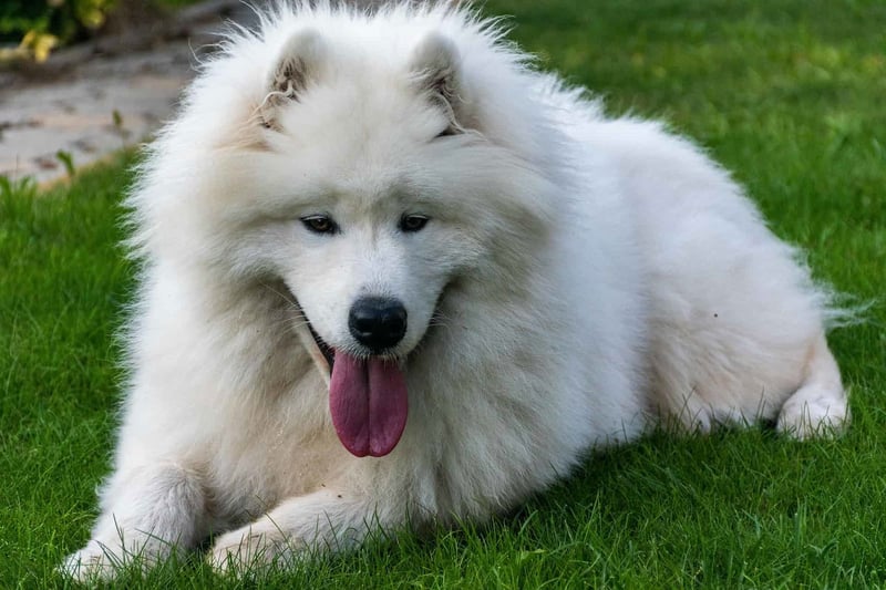 Concluding Remarks on the Samoyed Dog Breed
