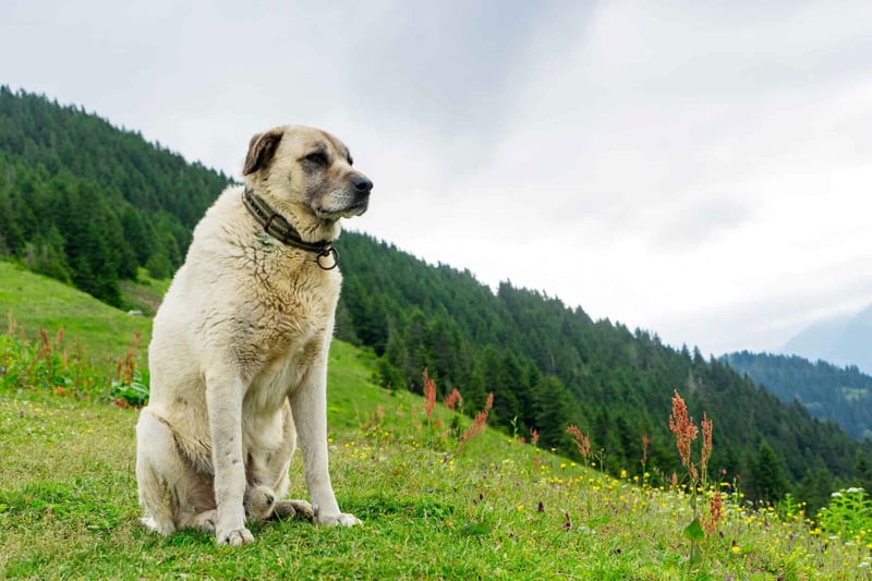 Friendly dog enjoying scenic outdoor landscape with greenery and mountain backdrop.