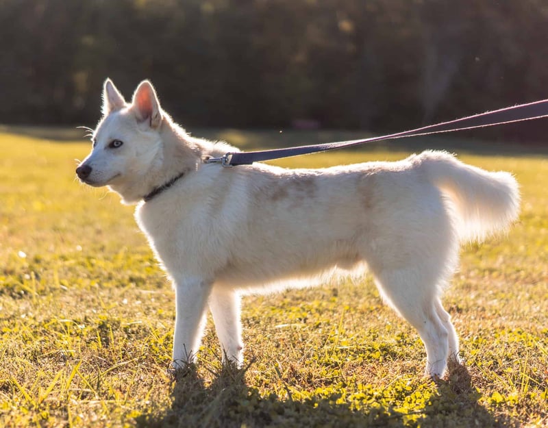 Concluding Thoughts on the American White Shepherd Breed