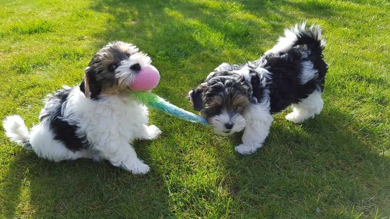 Adorable tricolor puppies playing tug-of-war with a toy on lush green grass. Perfect image for dog training, puppy care, and pet playtime content.