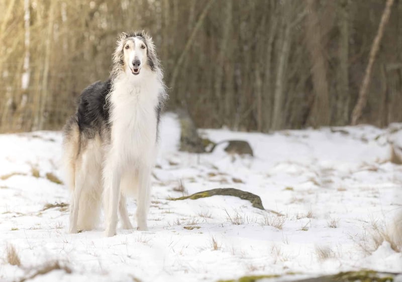 Concluding Thoughts on the Borzoi Breed