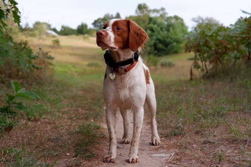 Adorable dog exploring outdoors in a scenic park setting with trees and greenery.