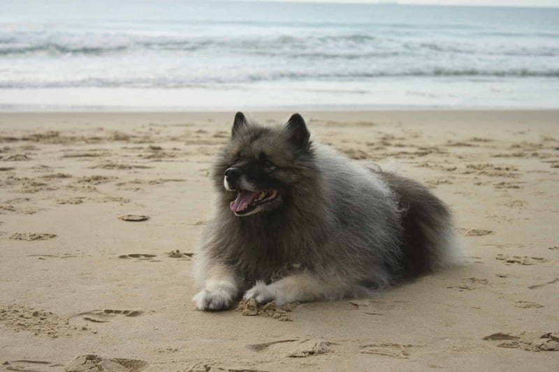 Concluding Thoughts on the Charming Keeshond