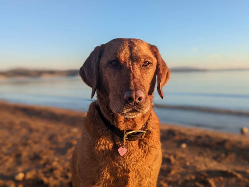 Dog enjoying beach sunset, perfect for dog lovers and pet owners seeking outdoor adventure ideas.
