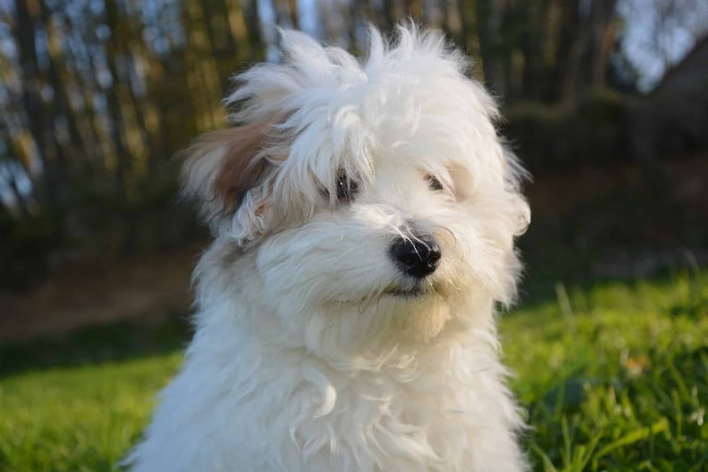 Concluding Thoughts on the Coton de Tulear