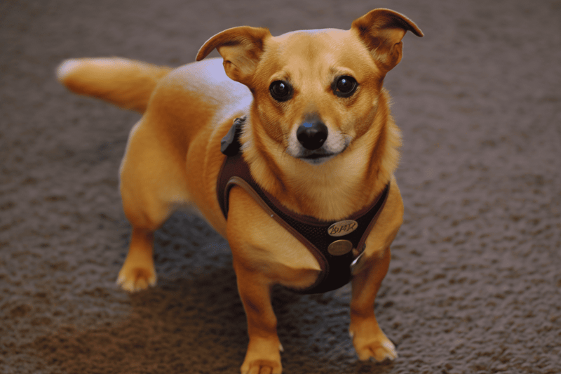 Adorable Chihuahua with a harness, looking at the camera with alert eyes.