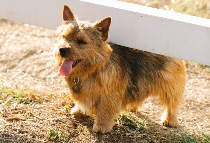 Cute fluffy dog enjoying outside sunlight with open eyes, sitting near white fence.