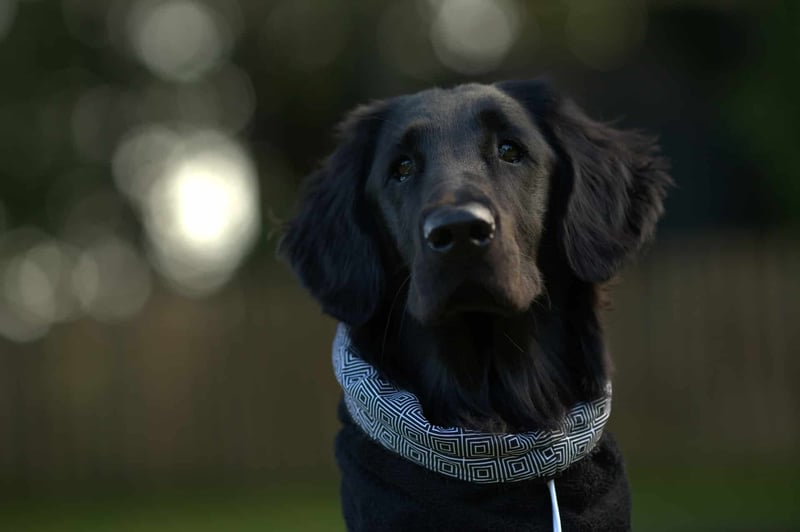 Black retriever with a patterned bandana outdoors.