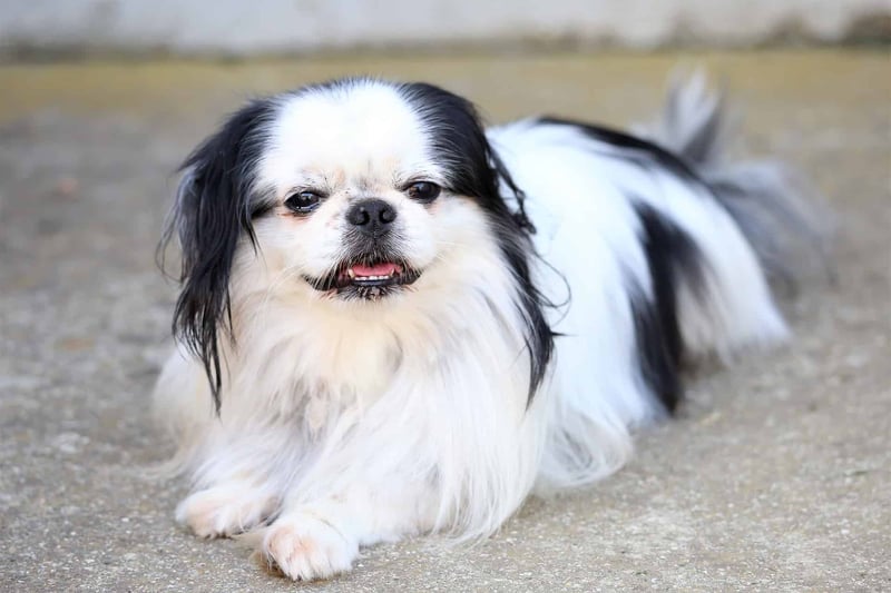 Concluding Thoughts on the Japanese Chin
