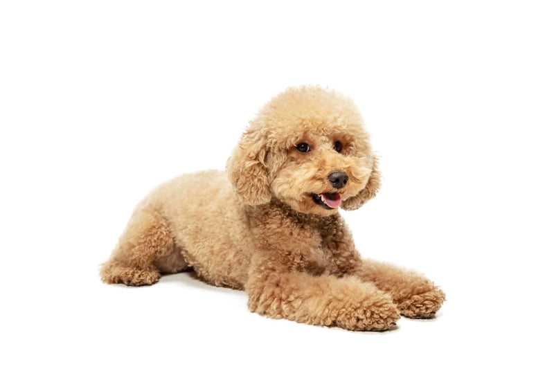 Adorable poodle puppy with curly fur, relaxing on white background.