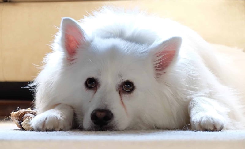Cute white dog lying down with a toy, showcasing relaxed pets and dog care tips.