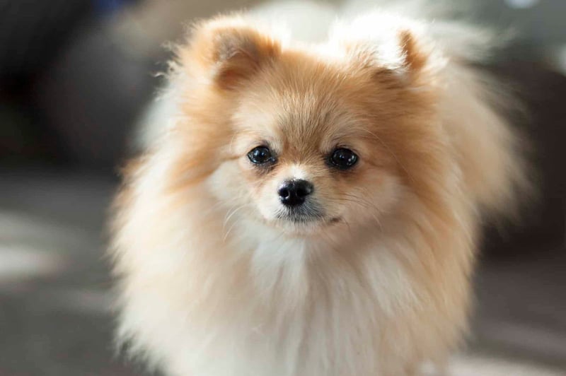 Adorable Pomeranian puppy with fluffy fur and expressive eyes, perfect for pet lovers and dog care enthusiasts.