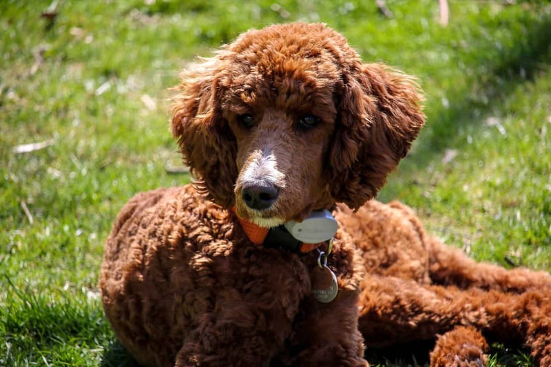 Adorable brown Poodle puppy outdoor lying on green grass with ID collar, ideal for dog care and pet health.