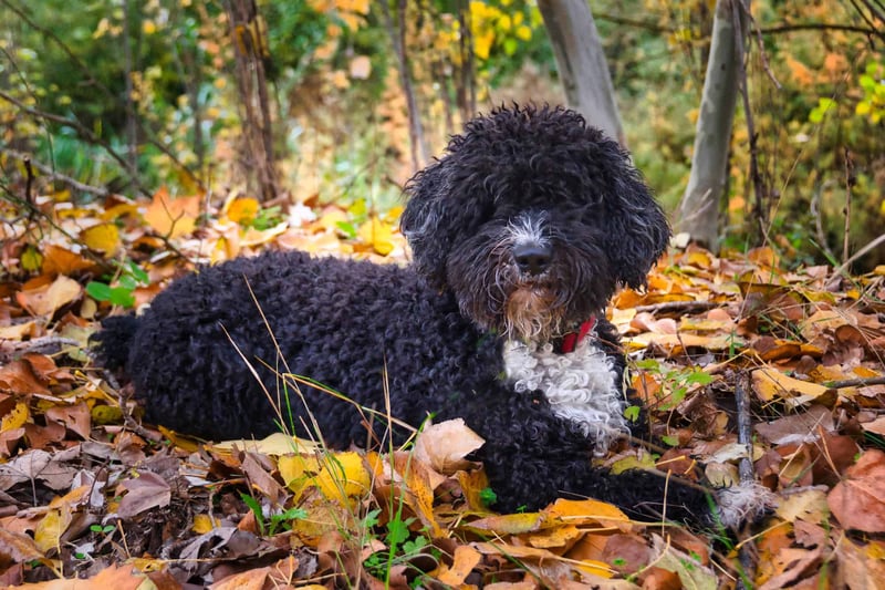 Adorable curly-haired dog relaxing outdoors in colorful fall foliage. Perfect for pet lovers and autumn scenery.