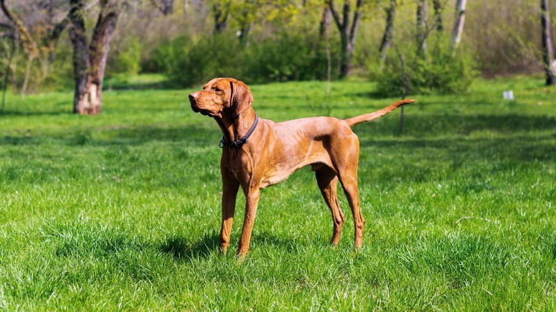 Playful dog standing on lush green grass in a scenic park environment.