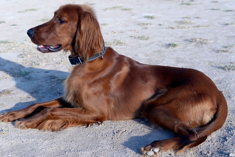 Irish Setter photo 3
