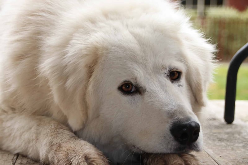 Maremma Sheepdog photo 3