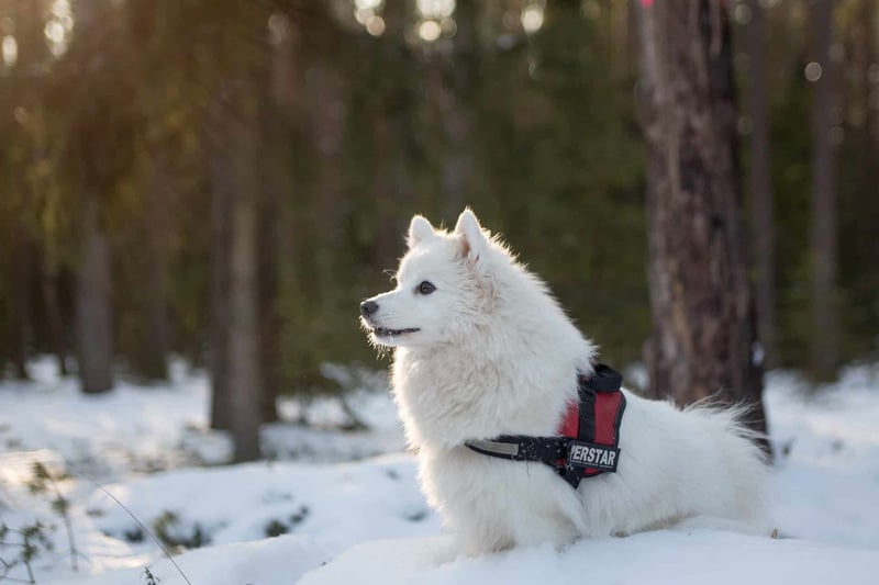 Delving Further into Samoyed Trivia