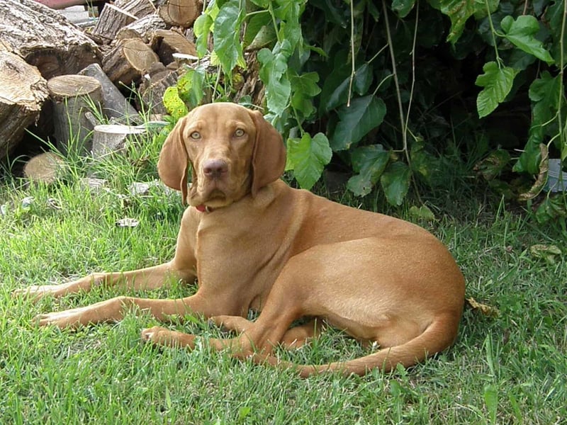 Labrador retriever lying on grass in a natural outdoor area, surrounded by greenery and firewood, showcasing a friendly, alert personality.