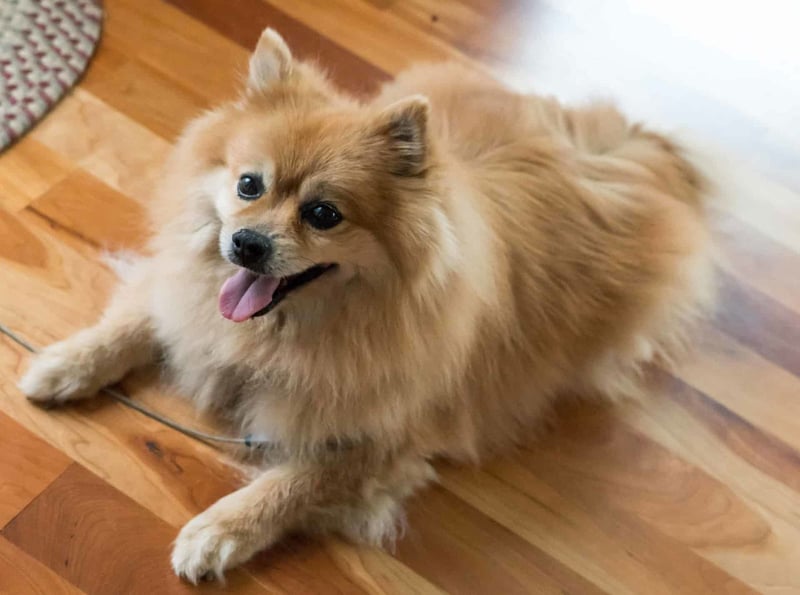 Differences Between Male and Female Pomeranians