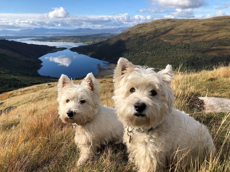 Differences Between Male and Female West Highland White Terriers