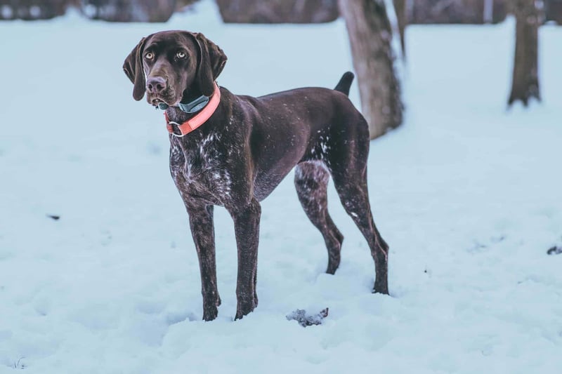 Dog in snowy landscape with brown coat and pink collar.