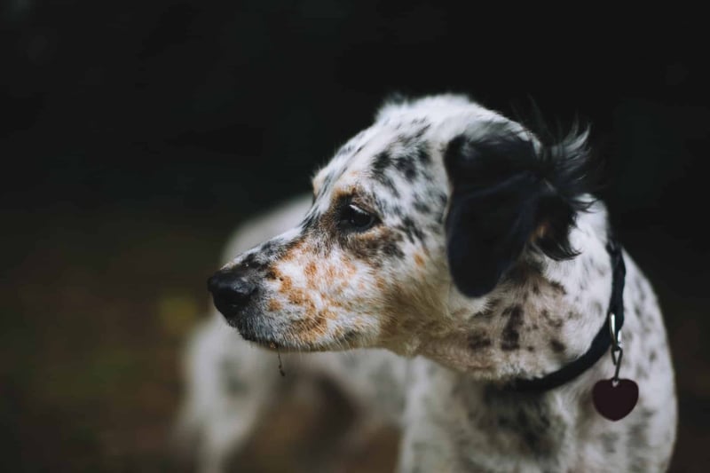 Adorable black and white spotted dog with soulful eyes, highlighting the importance of dog health.