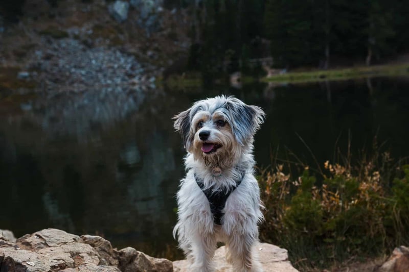 Aussiedoodle (Australian Shepherd & Poodle Blend) photo 3