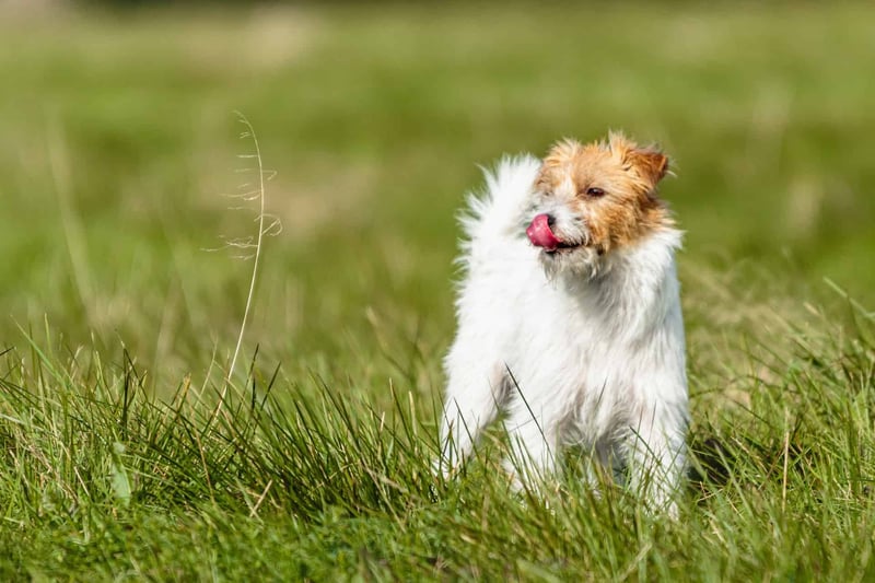 Jack Russell Terrier photo 3