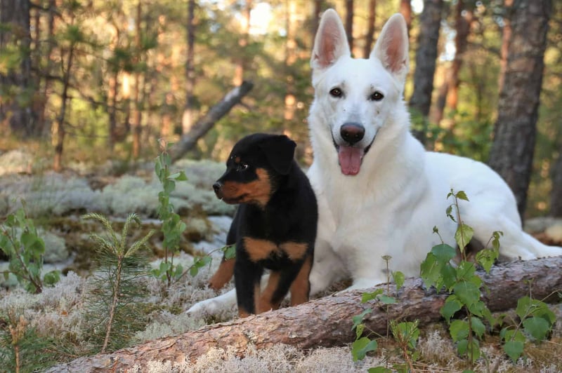 Do American White Shepherds Coexist Well with Other Pets