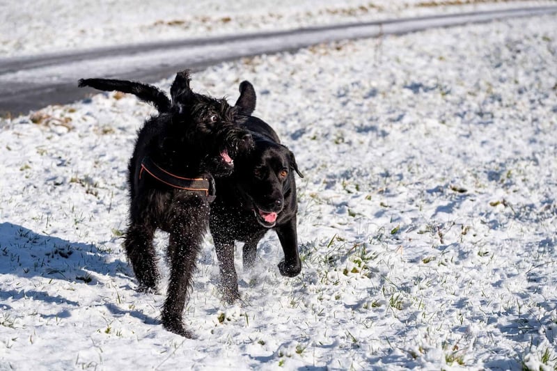 Two dogs playing and running in snow, enjoying winter outdoor fun and exercise.