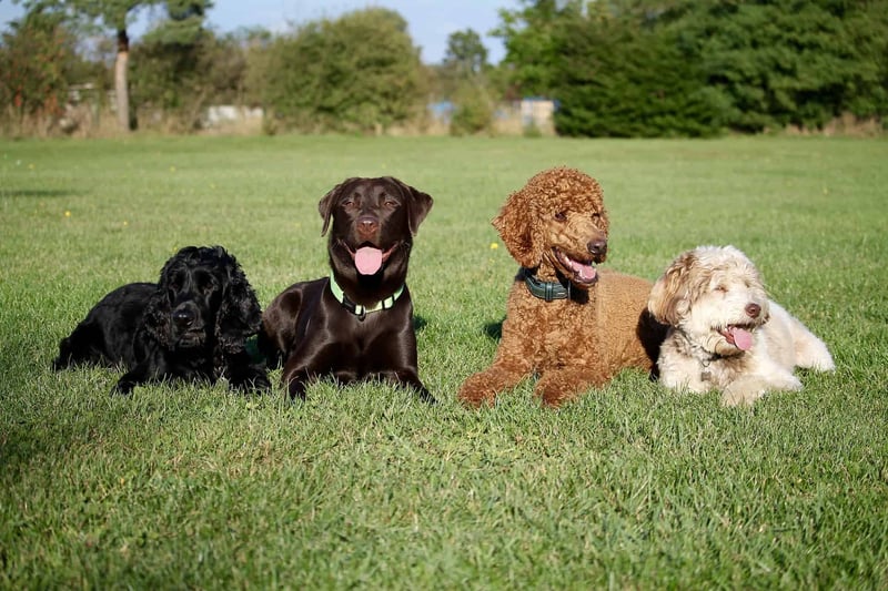 Cute puppies sitting on green grass in park, happy and playful.