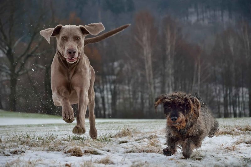 Playful dogs enjoying winter outdoors.