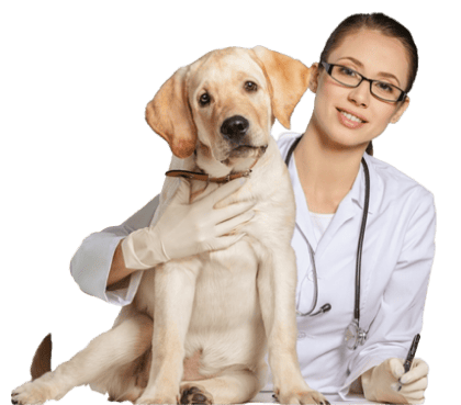 Experienced veterinary veterinarian checking a golden retriever puppy for health issues, professional pet care services.