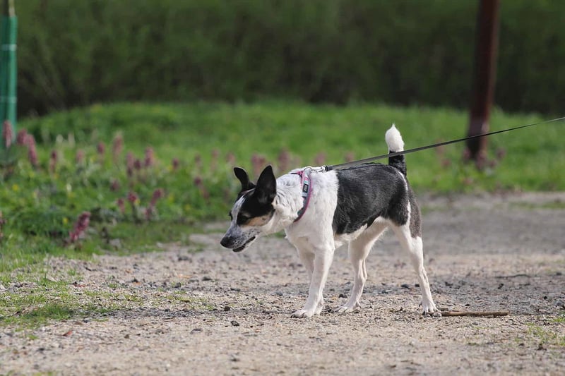 Cute black and white dog on leash exploring outdoors.