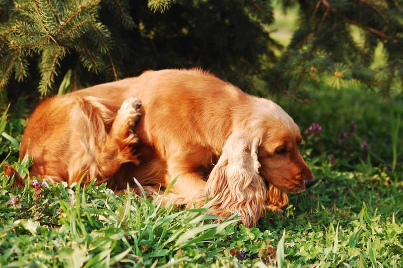 Dog lying in lush green grass under trees, enjoying nature.