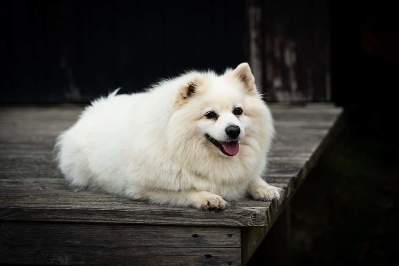 Cute white dog relaxing outdoors on wooden surface, cheerful and calm.