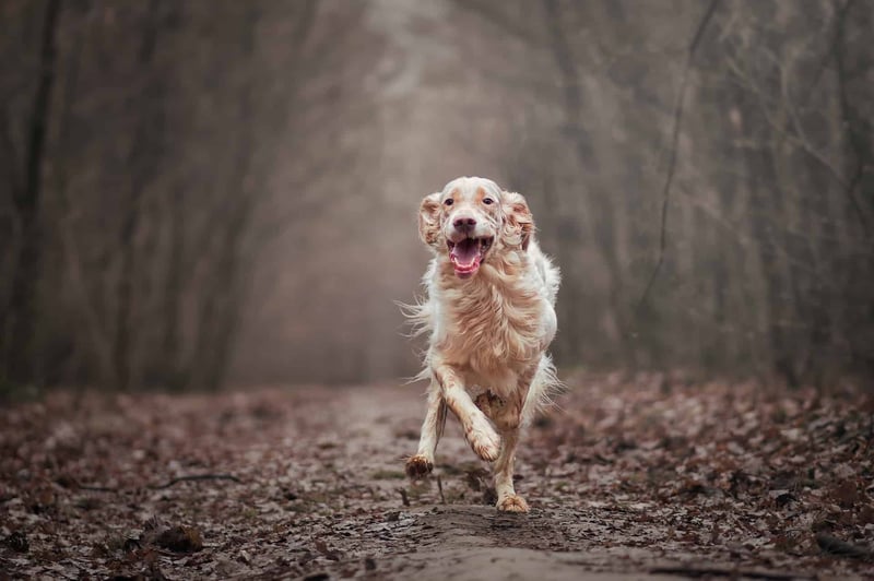 Dog running happily in a wooded forest trail.