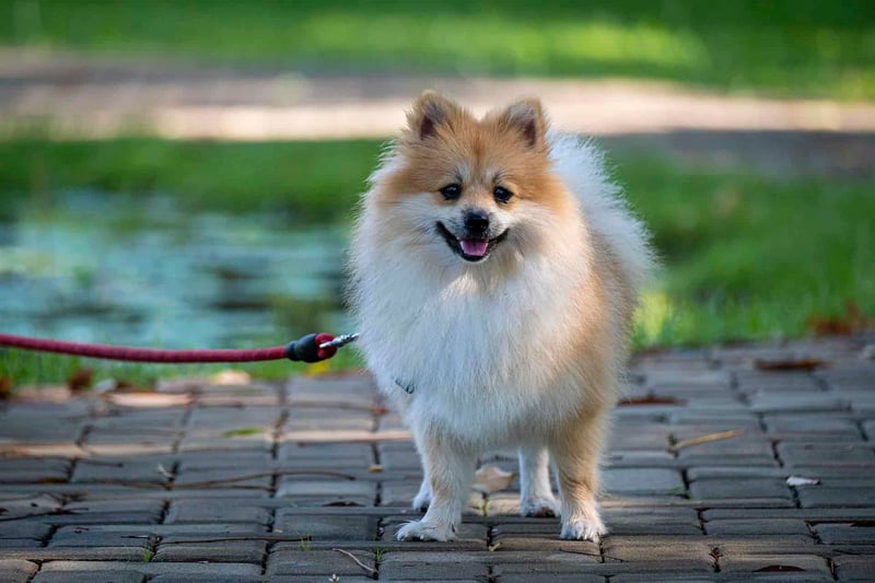 Adorable fluffy Pomeranian dog enjoying a walk outside in a park.