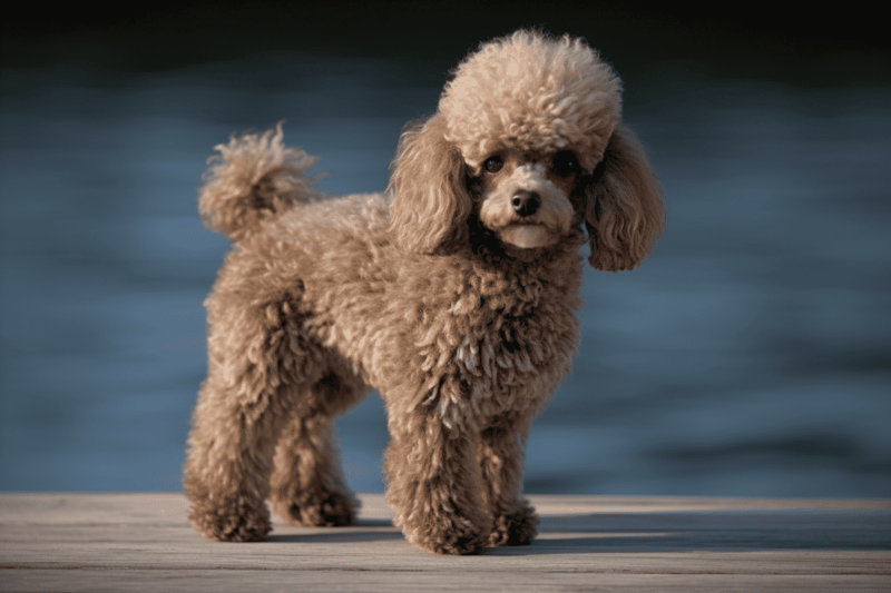 Essential Exercise for Your Miniature Poodle