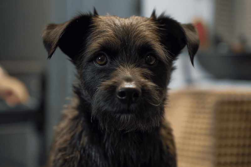 Adorable puppy looking directly at camera with curious eyes.