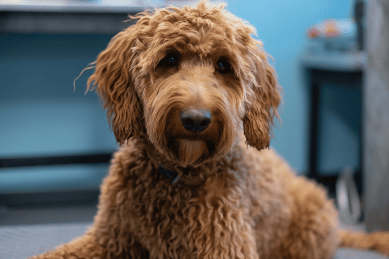 Cute curly goldendoodle dog, fluffy fur, looking at camera.